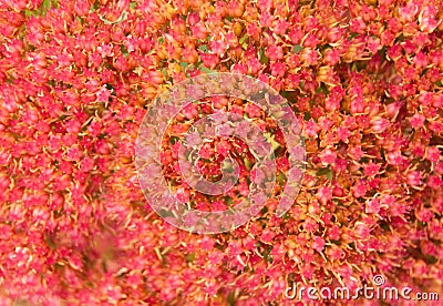 Red and Yellow Stonecrop Bloom in Closeup Stock Photo