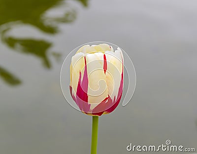 Red and yellow tulip. Stock Photo