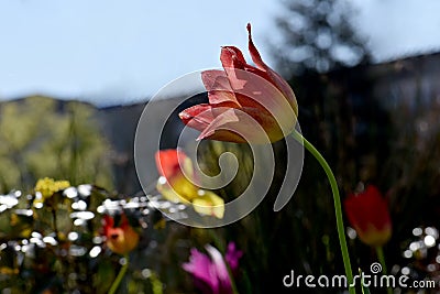 Leaning Tulip on a Sunny Day Stock Photo