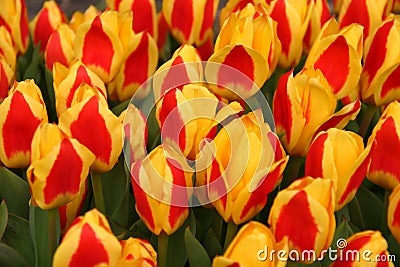 Red-Yellow Tulips Stock Photo