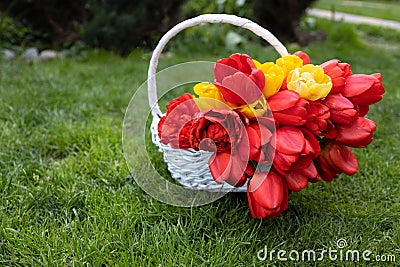 red and yellow tulips in a basket. bouquet of flowers on green grass Stock Photo