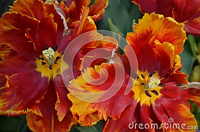 Flaming Tulips Stock Photo
