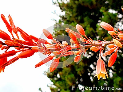 Red yucca bloom Stock Photo