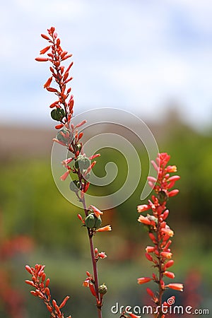 Red Yucca Stock Photo