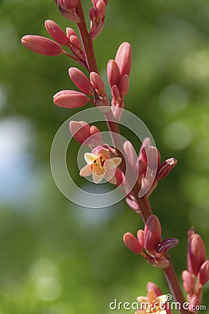 Red Yucca Bloom - Hesperaloe Parviflora Stock Photo