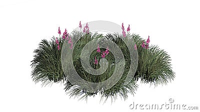 Red Yucca with blossoms - isolated on white background Stock Photo