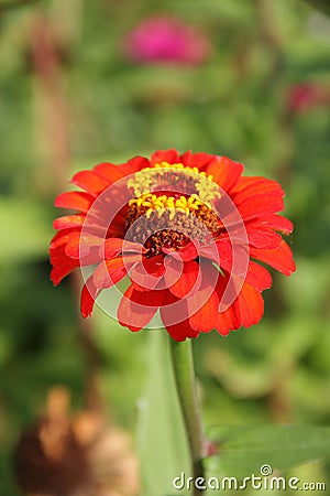 Red Zinnia Flower Stock Photo