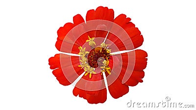 Red zinnia violacea isolated on white background with clipping p Stock Photo