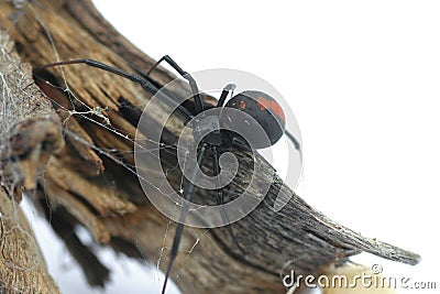 Redback Spider Stock Photo