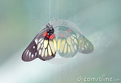 a redbase Jezebel is is a medium-sized butterfly of the family Pieridae, stick on the glass Stock Photo