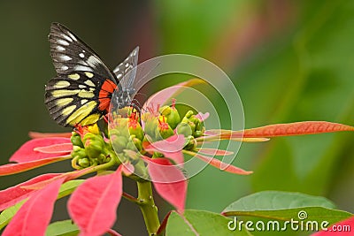 Redbase Jezebel butterfly in Taiwan Stock Photo