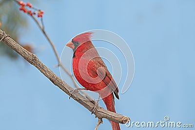 Redbird Stock Photo