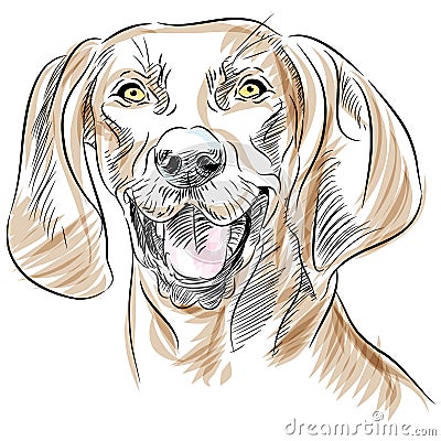 Redbone Coonhound Dog Portrait Vector Illustration