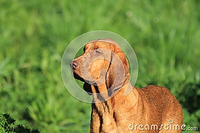 Redbone Hound Dog Stock Photo