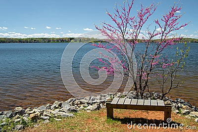 Redbud Tree, Bench and Lake Stock Photo