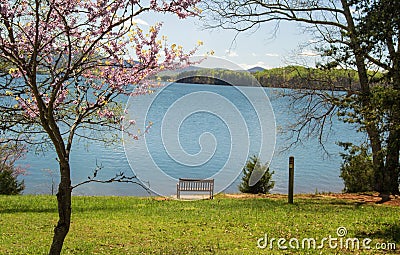 Redbud Tree, Bench and Lake Stock Photo