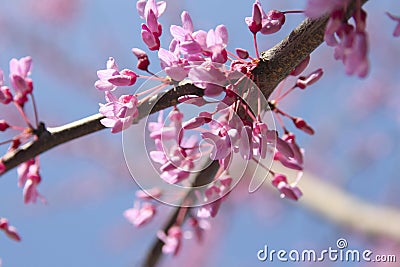 Redbud Tree Blooms Stock Photo