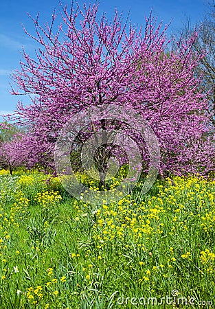 Redbud Tree Stock Photo