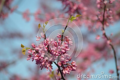 Redbud tree flower cluster closeup Cercis canadensis horizontal Stock Photo