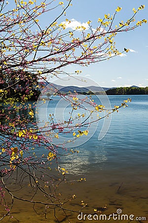 Redbud Tree, Lake and Montain Stock Photo