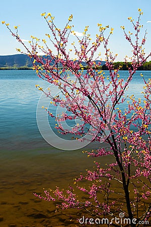 Redbud Tree, Lake and Mountains Stock Photo