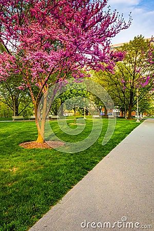 Redbud trees along a path at the Capitol Complex in Harrisburg, Stock Photo