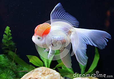Redcap Goldfish Stock Photo