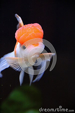 Redcap Goldfish Stock Photo