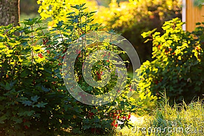 Redcurrant bush backlit - Ribes Rubrum Stock Photo