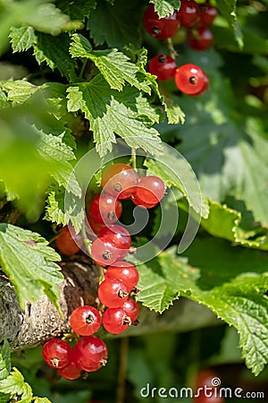 Redcurrant on a bush in the sun. Fresh berries ribes rubrum. Close-up. Stock Photo