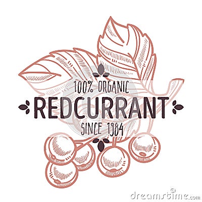 Redcurrant isolated icon with lettering organic bush berry Vector Illustration