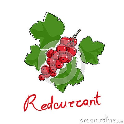 Redcurrant isolated on white background Vector Illustration