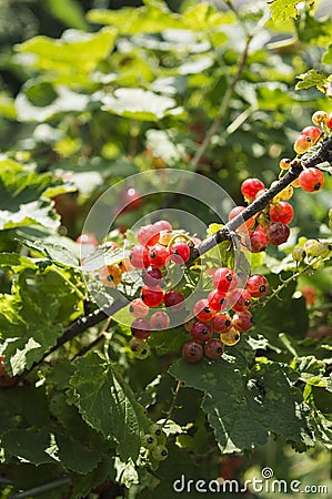 Redcurrants on the bush branch in the garden. Stock Photo