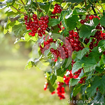 Redcurrants bush in the garden Stock Photo