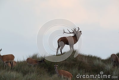 Redd Deer on the darss, mecklenburg pomerania, Germany Stock Photo