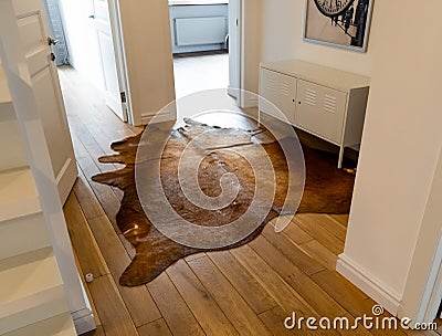 A cow skin carpet in industrial-styled corridor as addition to modern interior. Reddish Brown Cowhide rug with silky coat on a Stock Photo