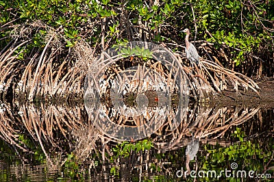 Reddish Egret sitting in Cypress tree roots Stock Photo