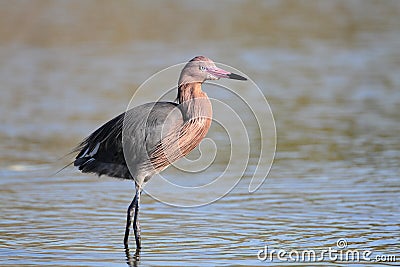 Reddish Egret Wading in a Shallow Pond Stock Photo