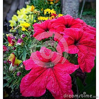 Reddish flowers in closeup with some yellow flowers in background. partiality blurred Stock Photo