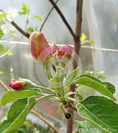 4 Reddish Granny Smith Malus sylvestris Apple Blossoms Under Plastic Tent 2 Stock Photo