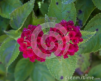 Reddish-purple common lantana, lantana camara, on the island of Maui in the state of Hawaii. Stock Photo