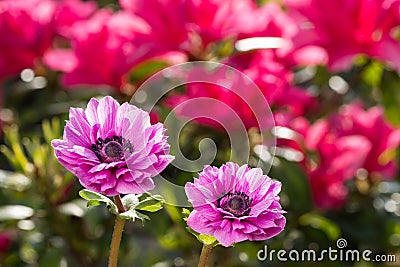 Reddish purple flowers Stock Photo