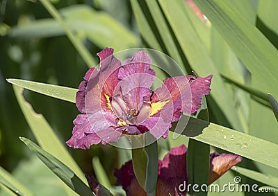 Reddish-purple and yellow orchid bloom with honeybee, Dallas Arboretum Stock Photo