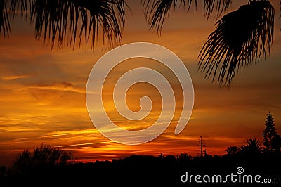 Reddish sunset sky with black silhouettes of tropical plants. Stock Photo