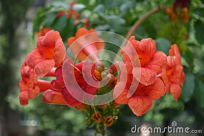 Reddish trumpet-shaped flowers of Campsis radicans Stock Photo