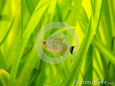 Redeye tetra Moenkhausia sanctaefilomenae isolated in a fish tank with blurred background Stock Photo