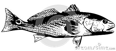 Redfish (Red drum) fish - vector Stock Photo