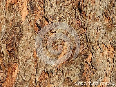 Redgum Bark Texture Stock Photo