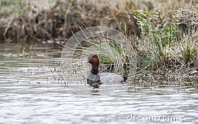 Redhead Duck drake sleeping on pond in Georgia, USA Stock Photo