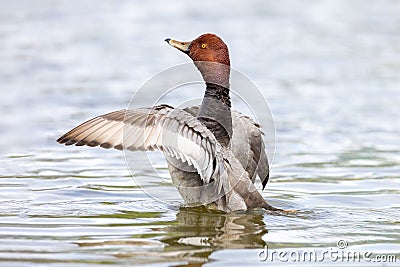 Redhead duck on the lake Stock Photo